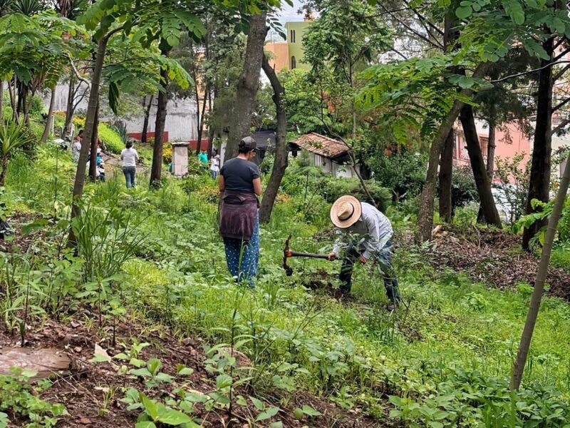 reforestación Parque Francisco Zarco en Morelia