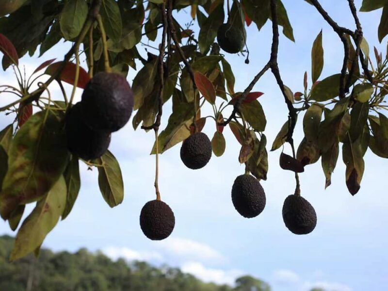 señalan violaciones ambientales en Michoacán por acciones de aguacateros