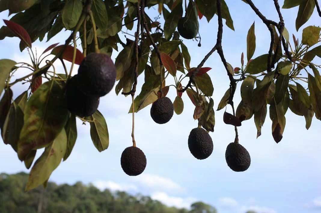 señalan violaciones ambientales en Michoacán por acciones de aguacateros