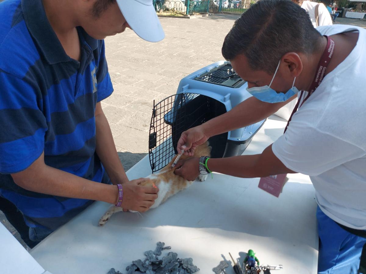 SSM continúa con vacunación antirrábica canina y felina en el Centro de Morelia