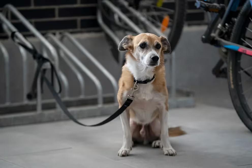 Un perro regresa a la perrera