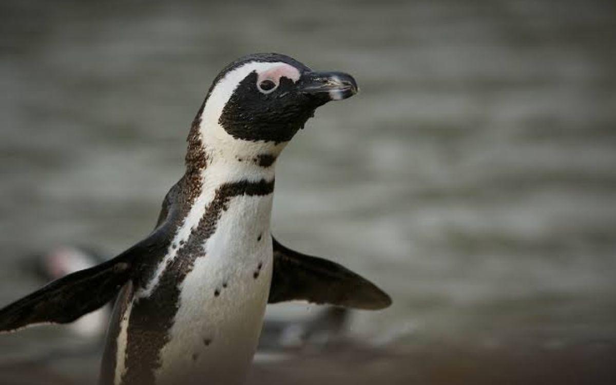 Capturan al pingüino prófugo de Japón tras dos semanas y 30kms recorridos