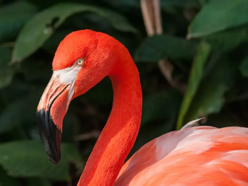 Fundaciones mexicanas se unen para conservación de flamencos en Yucatán