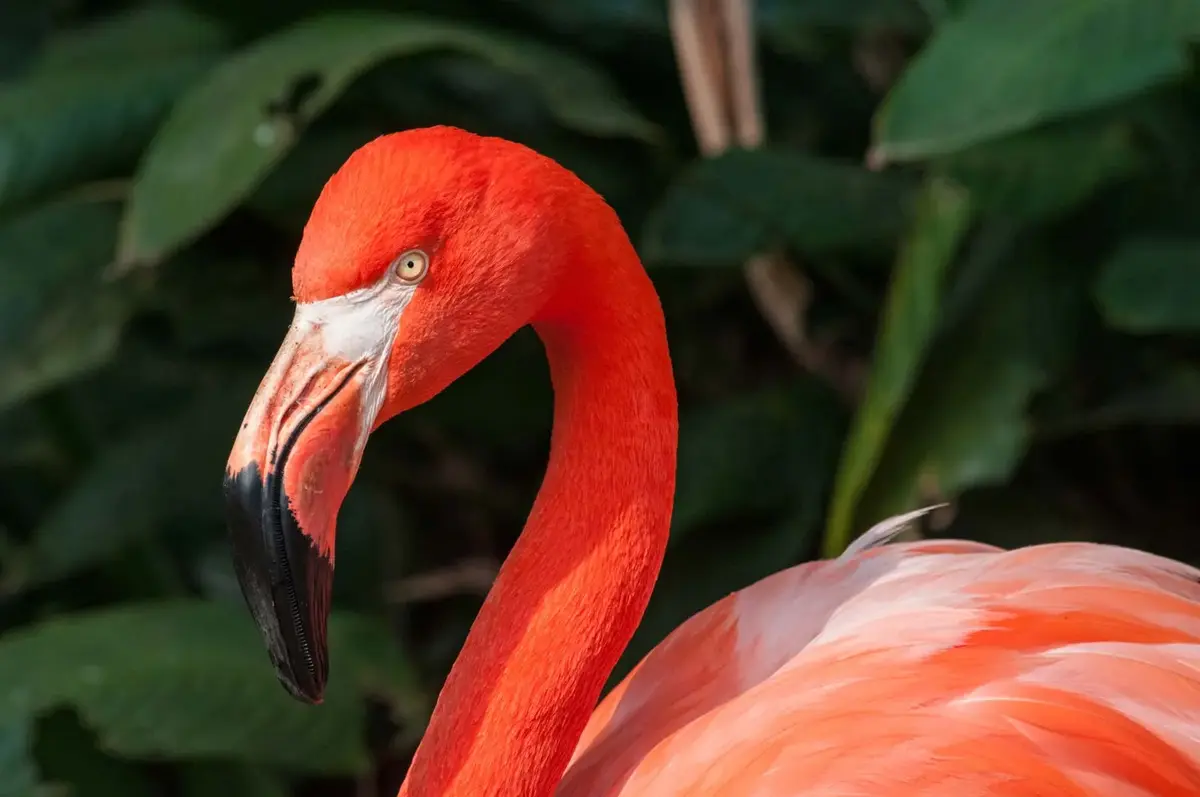 Conservación de flamencos rosados une a fundaciones mexicanas en Yucatán