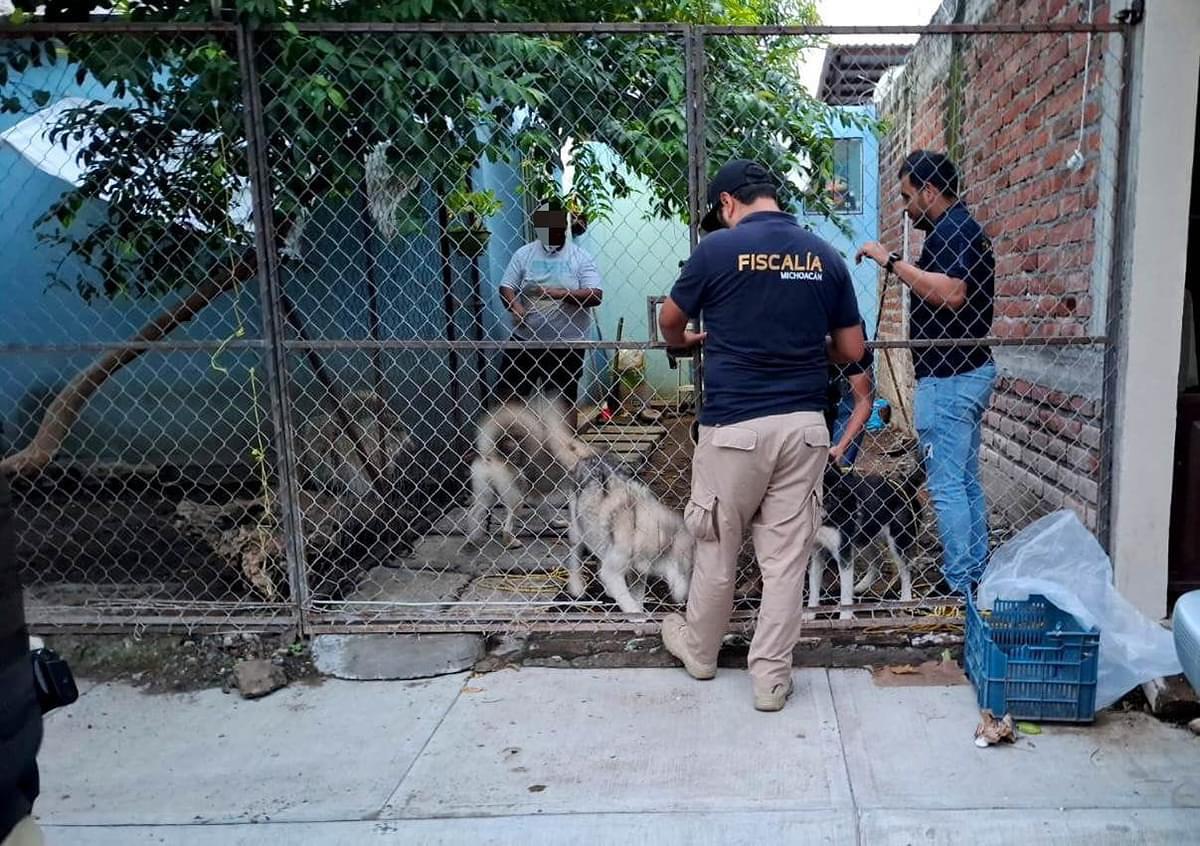 El rescate de perritos en Apatzingán