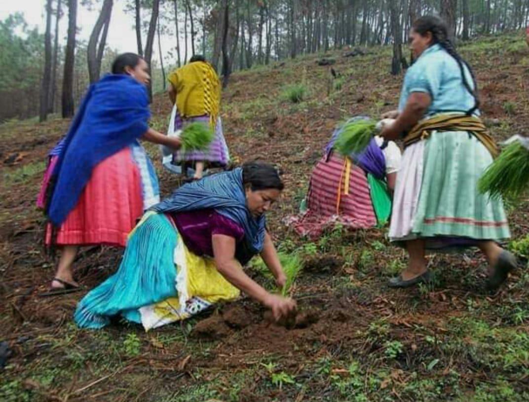 Indígenas realizan reforestación en Michoacán