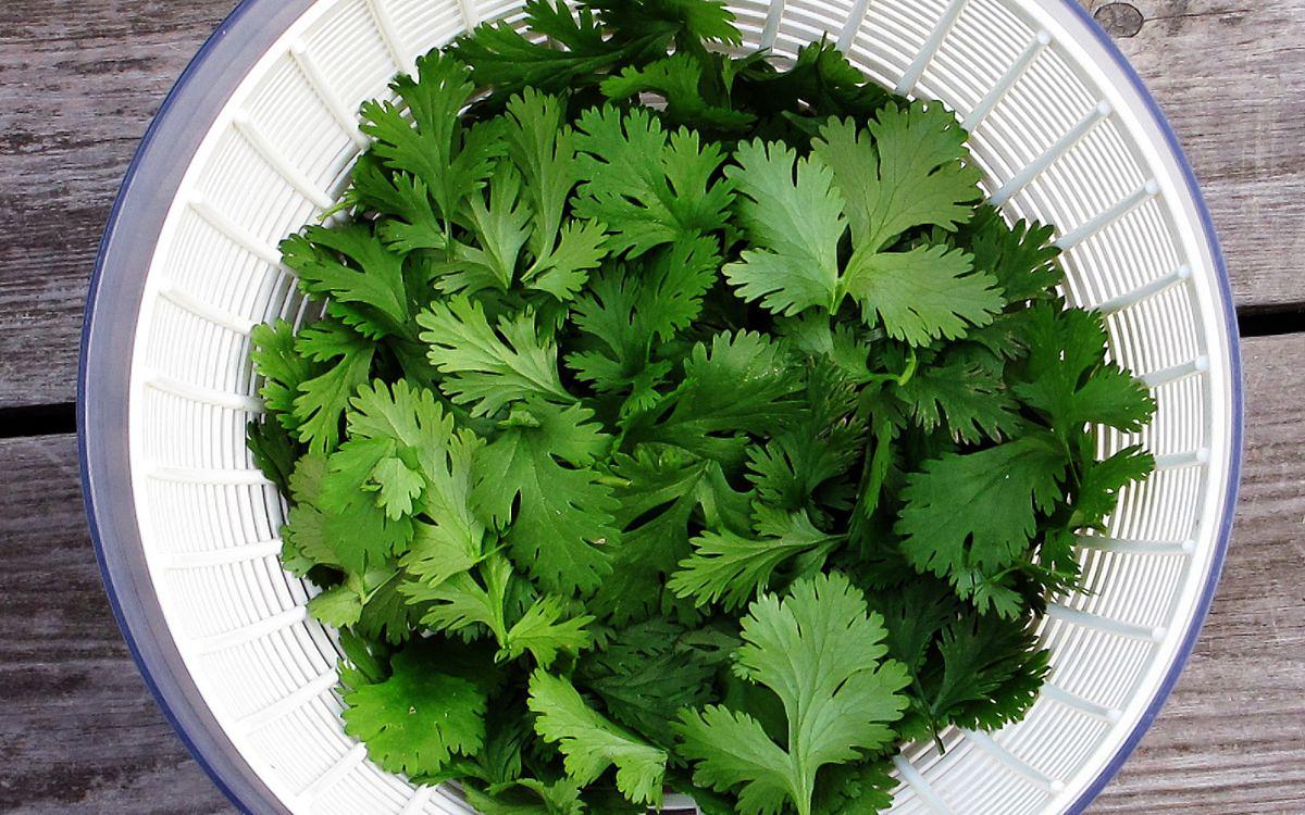 Los excelentes beneficios del cilantro