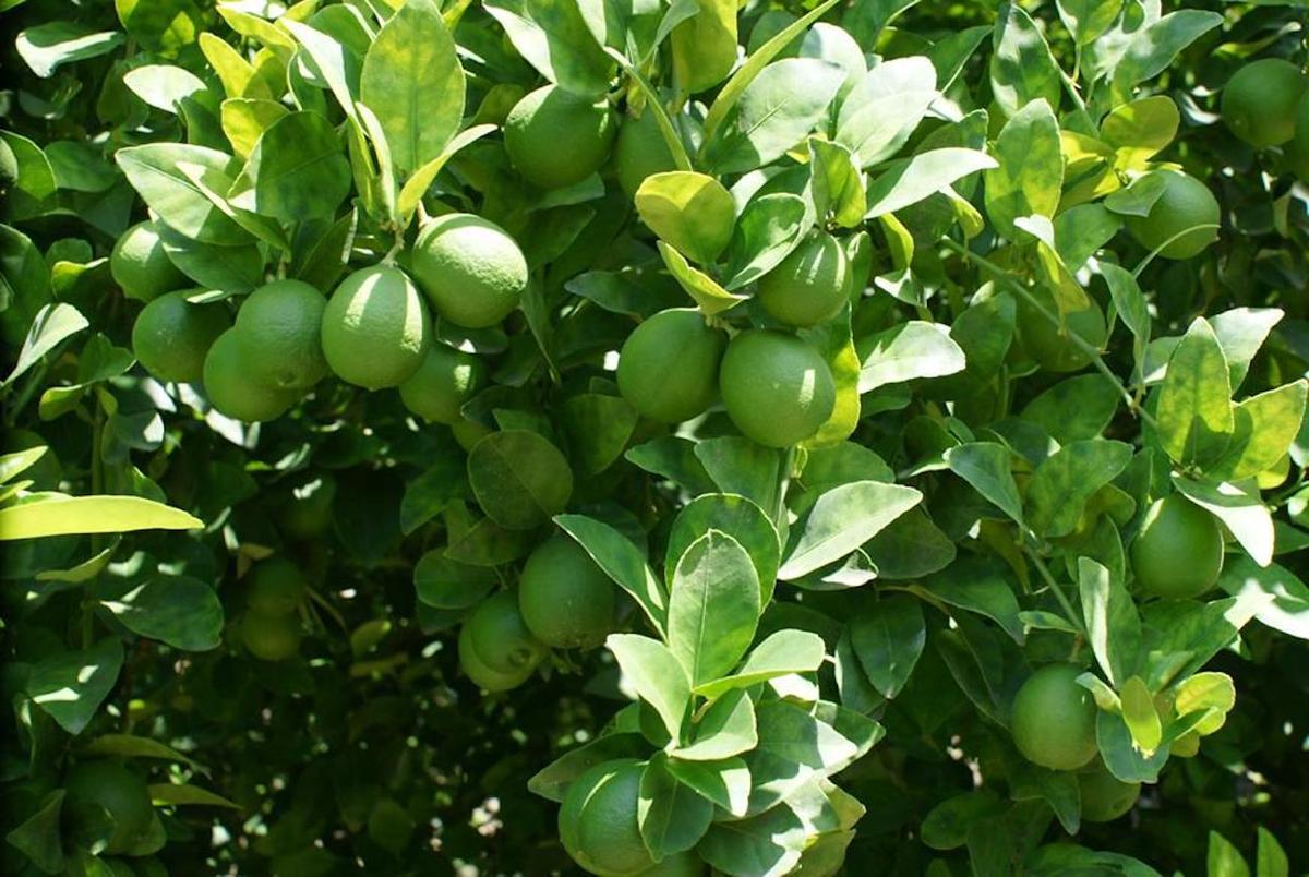 México liderea la exportación de limones y limas en 2023