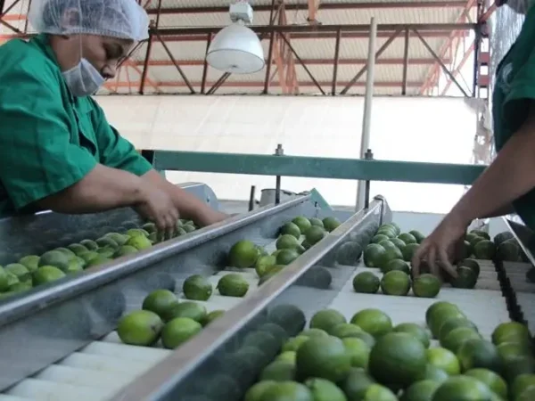 Productores de limón paran actividades; exigen esclarecimiento del asesinato de Luis Aguiñaga