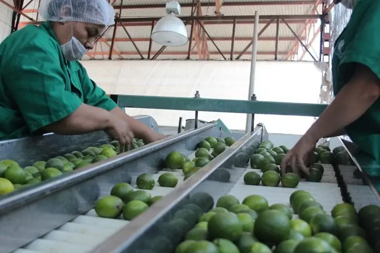 paro de productores de limón