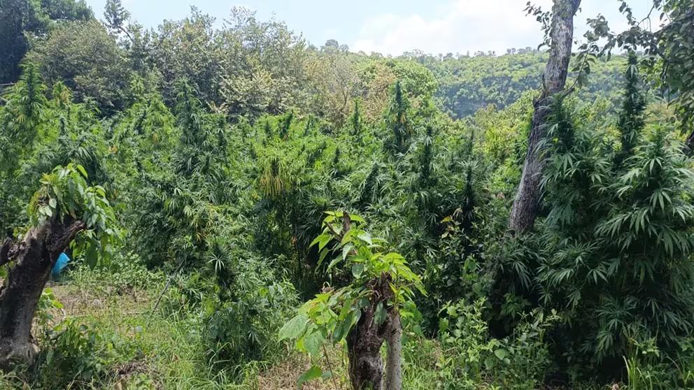 plantíos de marihuana Jalisco Guardia Nacional