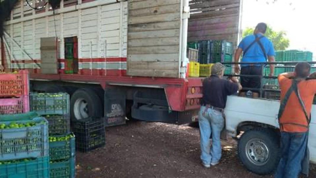 reanudación del corte de limón en Michoacán