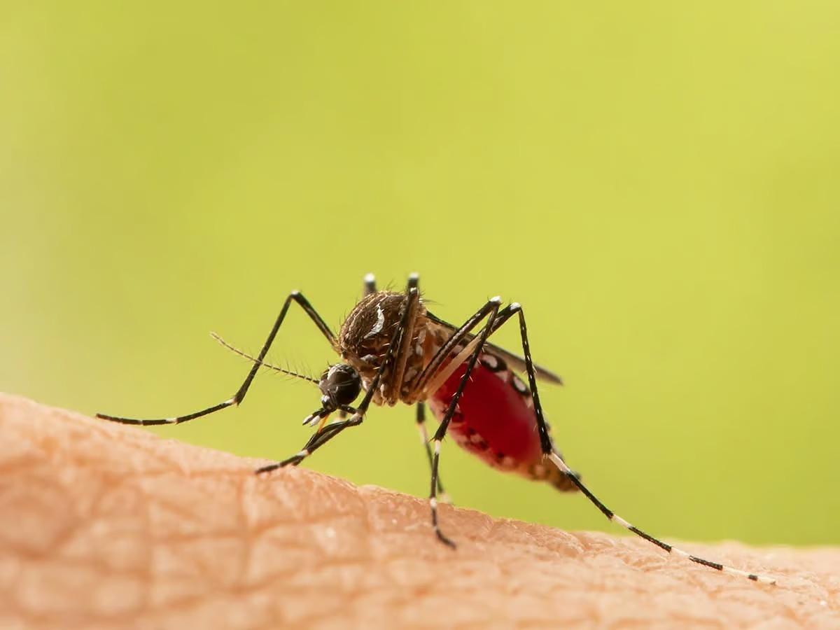 Lerdo en alerta por aumento de casos de dengue