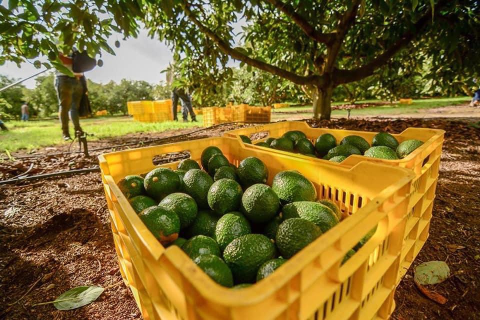 supervisión de huertos de aguacate México EUA