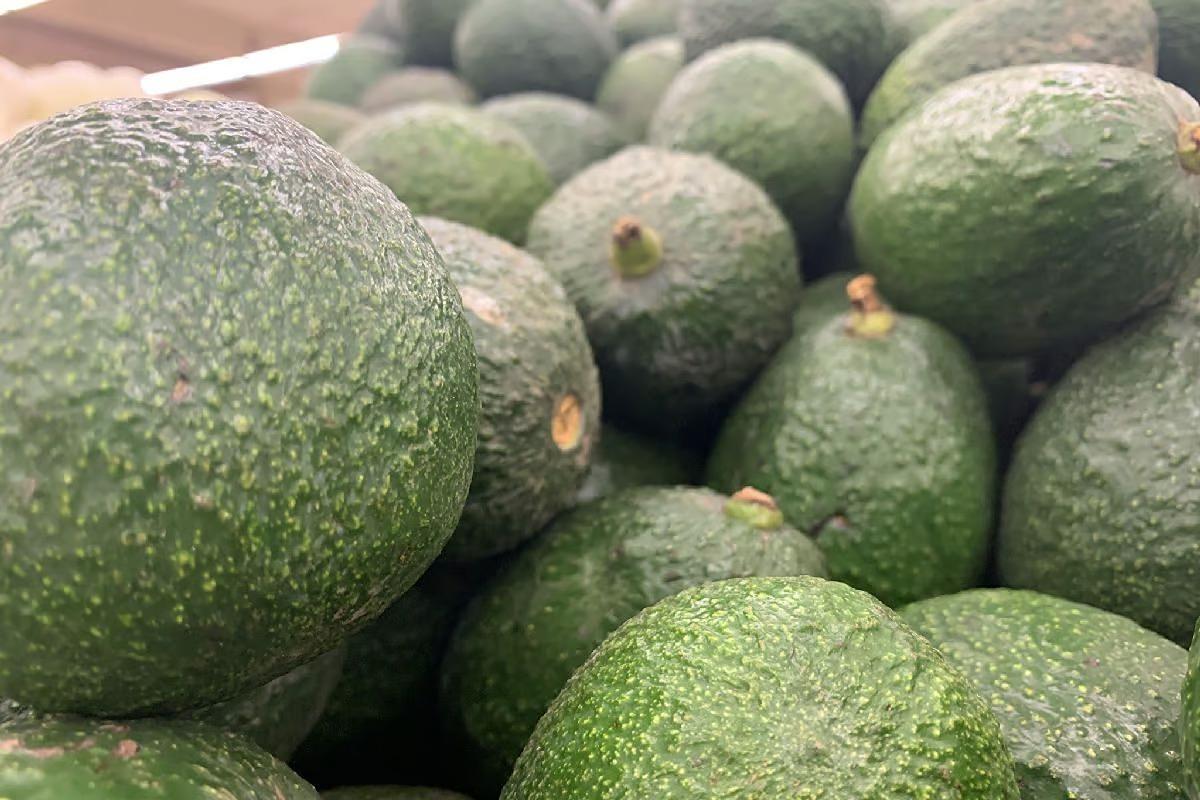 zonas libres de plagas del aguacatero