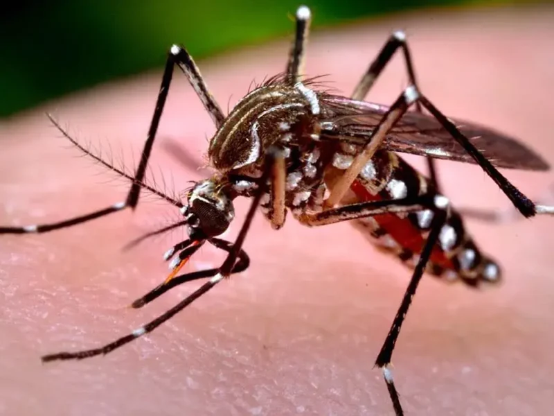 Conoce los síntomas del dengue y las acciones de prevención en las escuelas