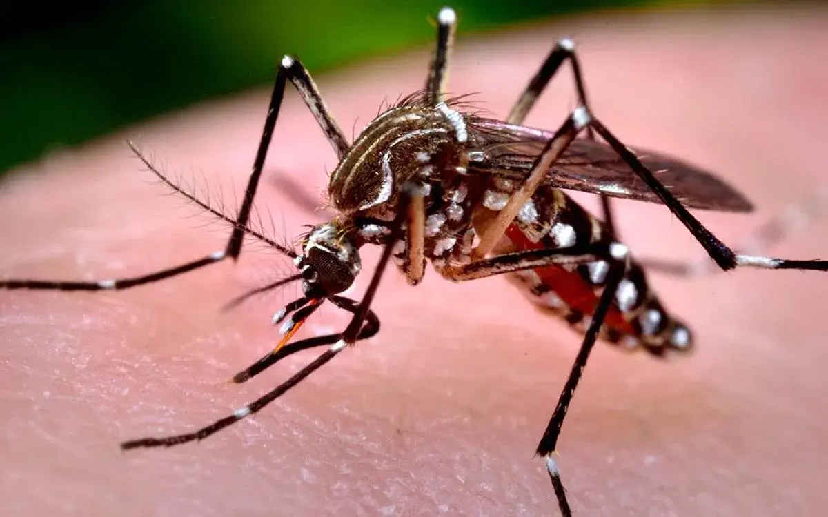 Conoce los síntomas del dengue y las acciones de prevención en las escuelas