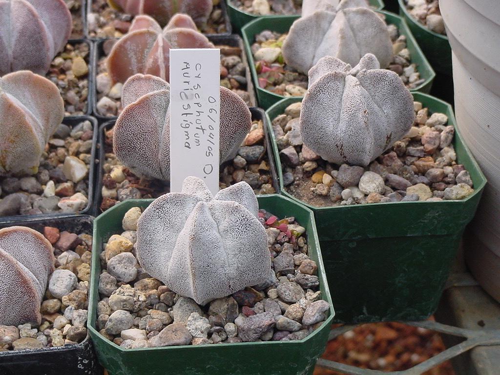 conservación de cactáceas ecojardin resguardo 1