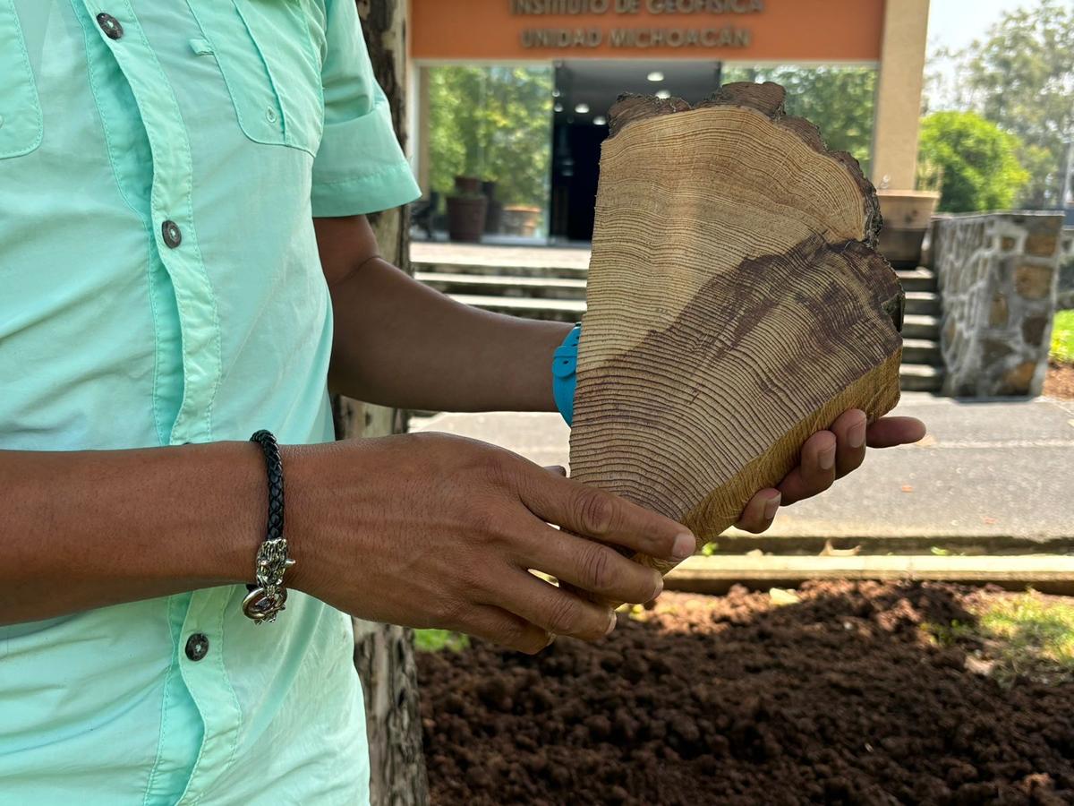 Dendrocronología fenómenos naturales a través de los árboles