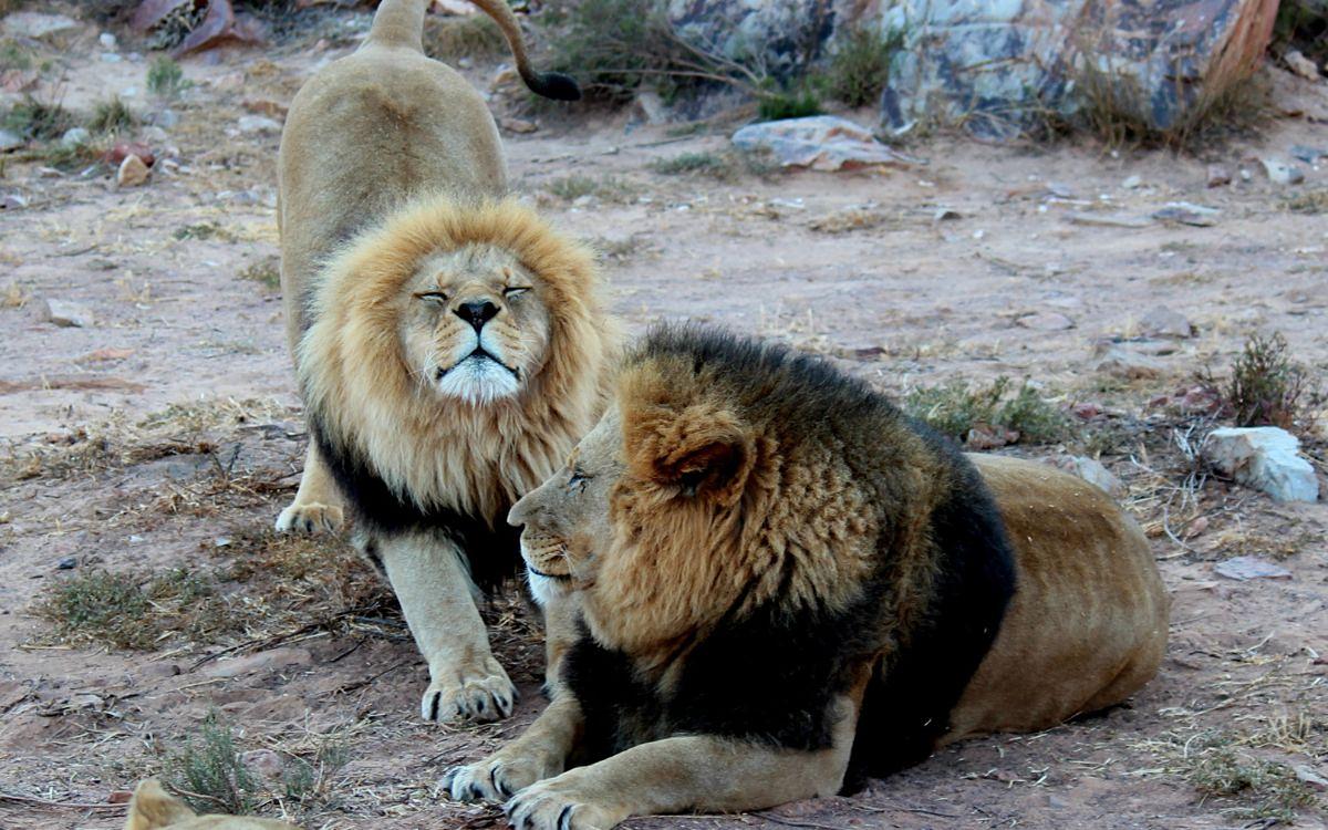 dieta de leones Tsavo humanos