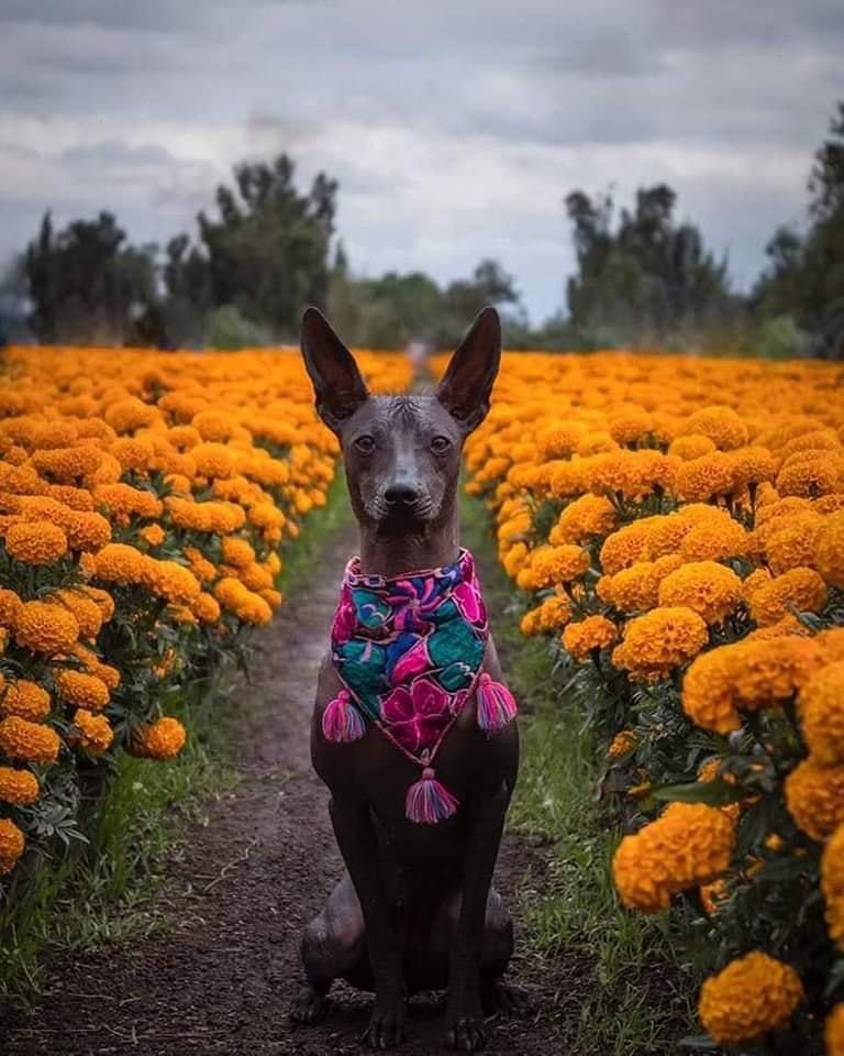 El significado del xoloitzcuintle perro mexicano - cempasúchil