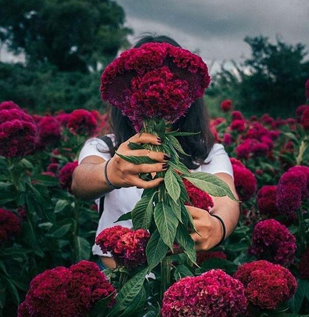 flores para altar de muertos -terciopelo