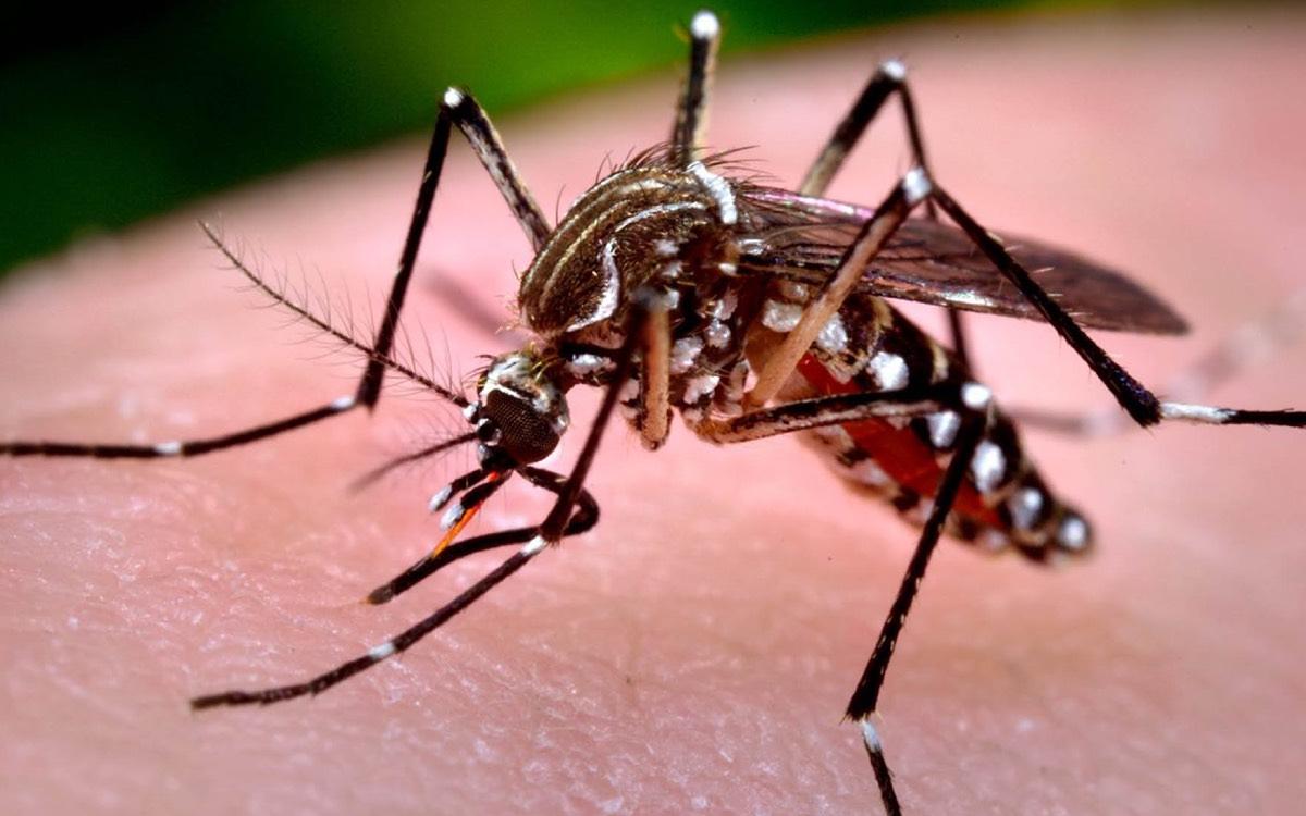 Investigan en Nayarit mutaciones del mosquito transmisor del dengue