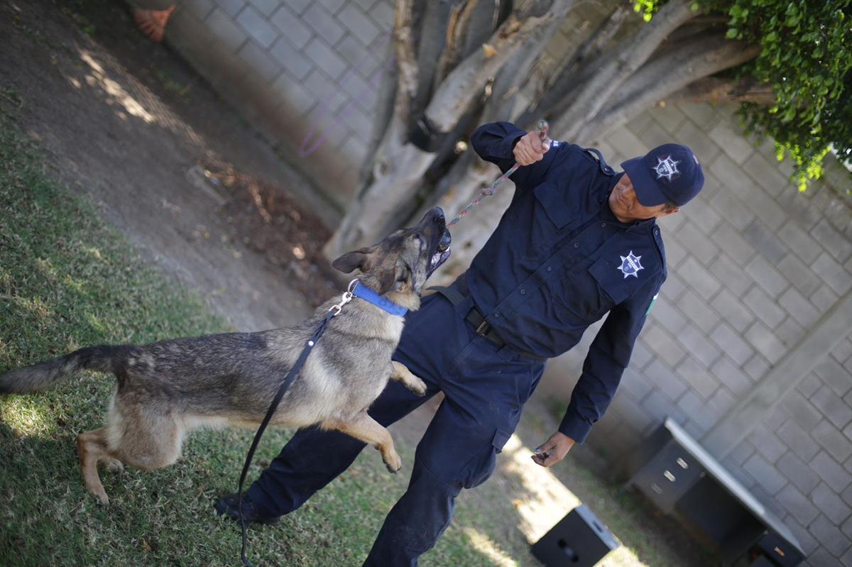 suman dos nuevas agentes caninas a la Guardia Civil de Michoacán