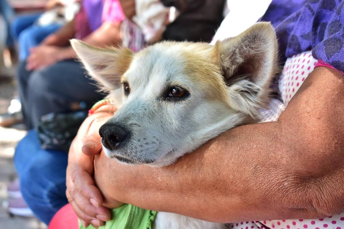 3 colonias de Morelia, focos rojos en crueldad animal