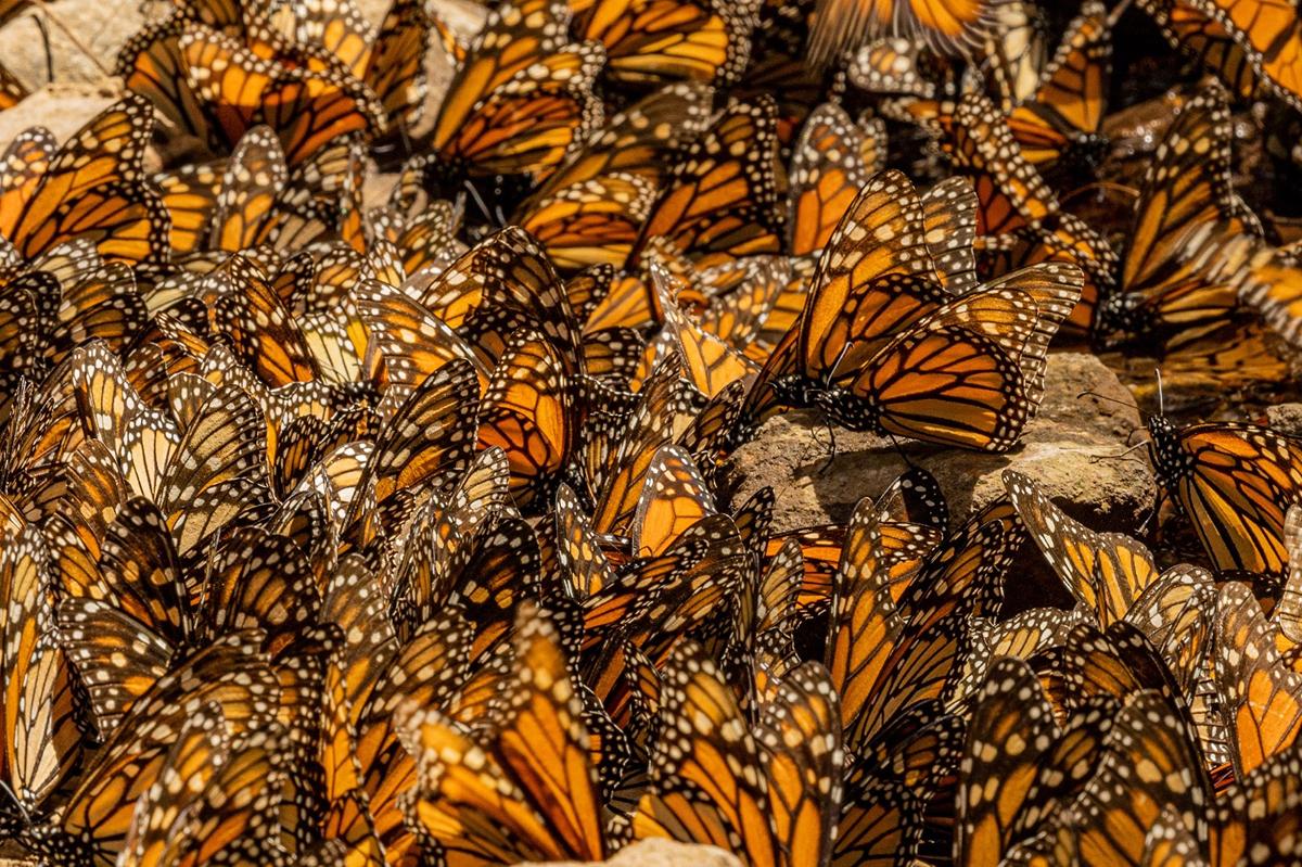 Abren Santuarios de la Monarca en Michoacán