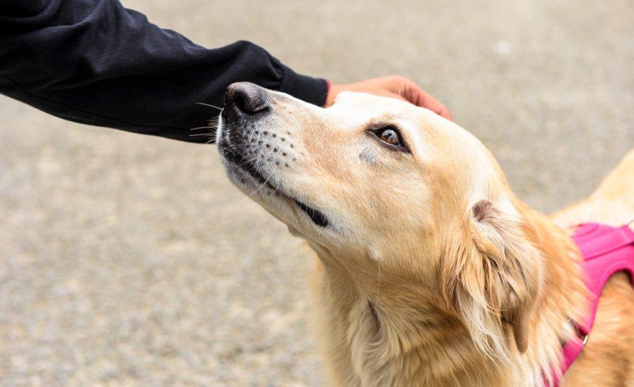 Activistas exigen acción ante crueldad animal en Zitácuaro