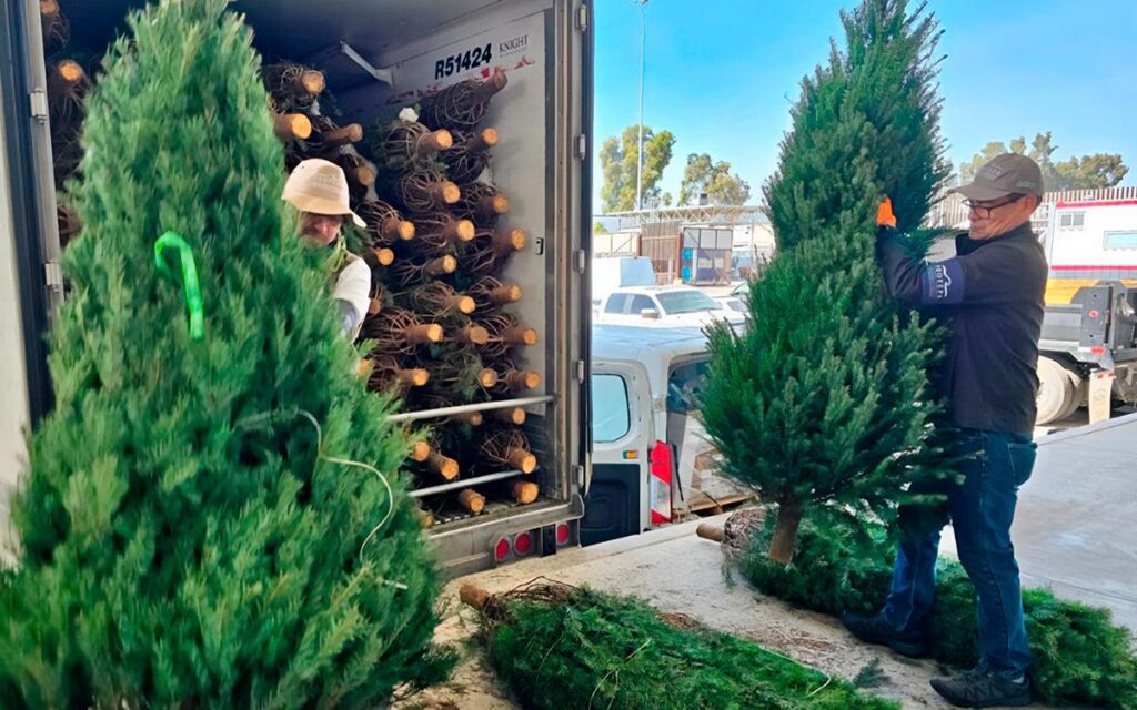 árbol de Navidad natural seguro