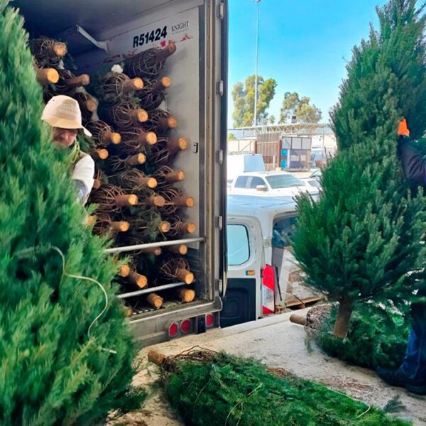 ¿Comprarás árbol de Navidad natural? Tienes que saber esto