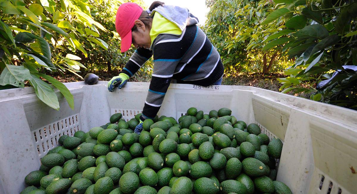 Exportación aguacates Guatemala desafio Michoacán 1