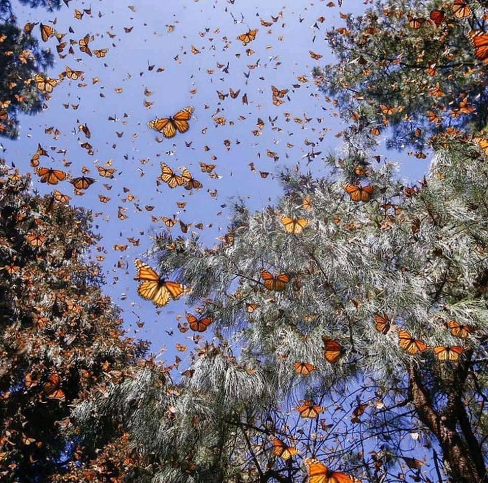 Ya llegó la mariposa monarca a Michoacán; próximo viernes abren santuarios2