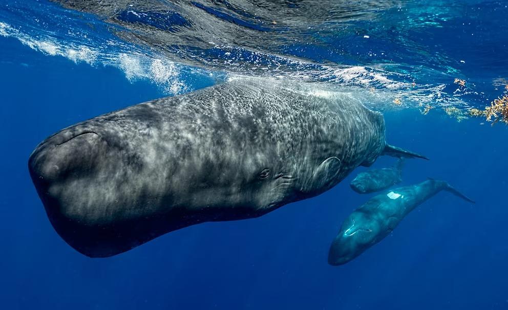 Alertan sobre la desaparición de cachalotes en aguas mexicanas