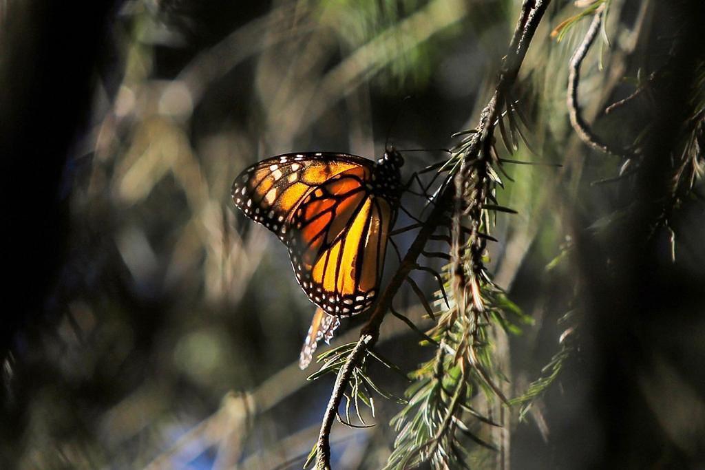 Ante millones de Mariposas Monarca, Michoacán vive un espectáculo único en el mundo