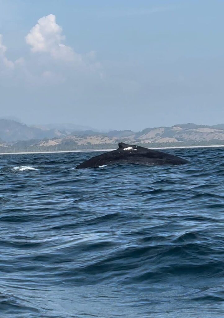 Avistamiento de Ballenas en Michoacán 2024