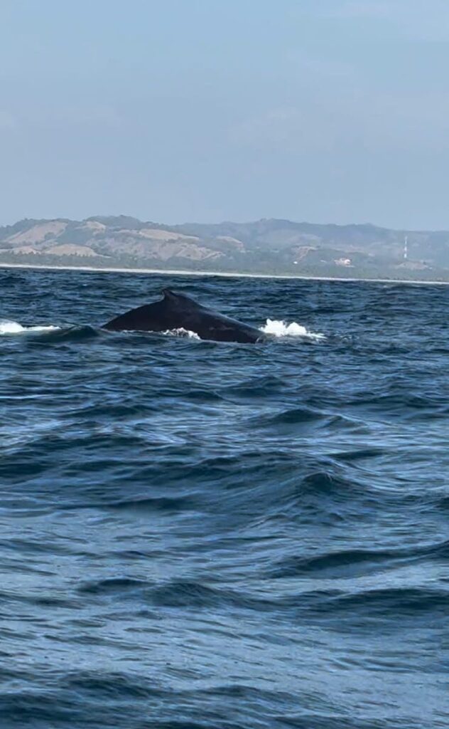 Avistamiento de Ballenas en Michoacán 2024