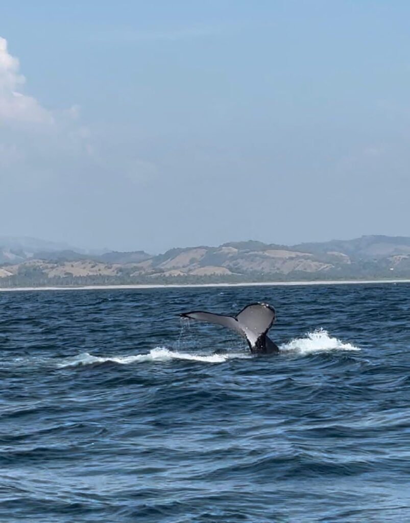 Avistamiento de Ballenas en Michoacán 2024