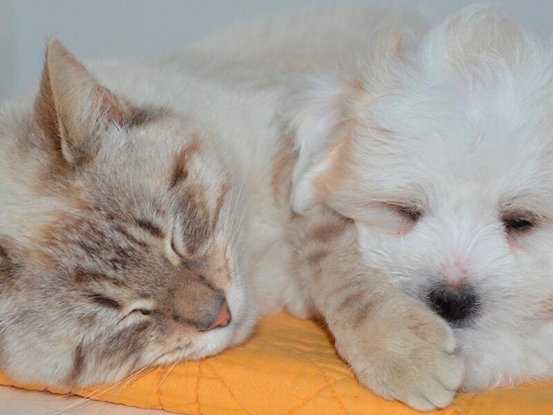 Comida mascotas contaminada gripe aviar Estados Unidos