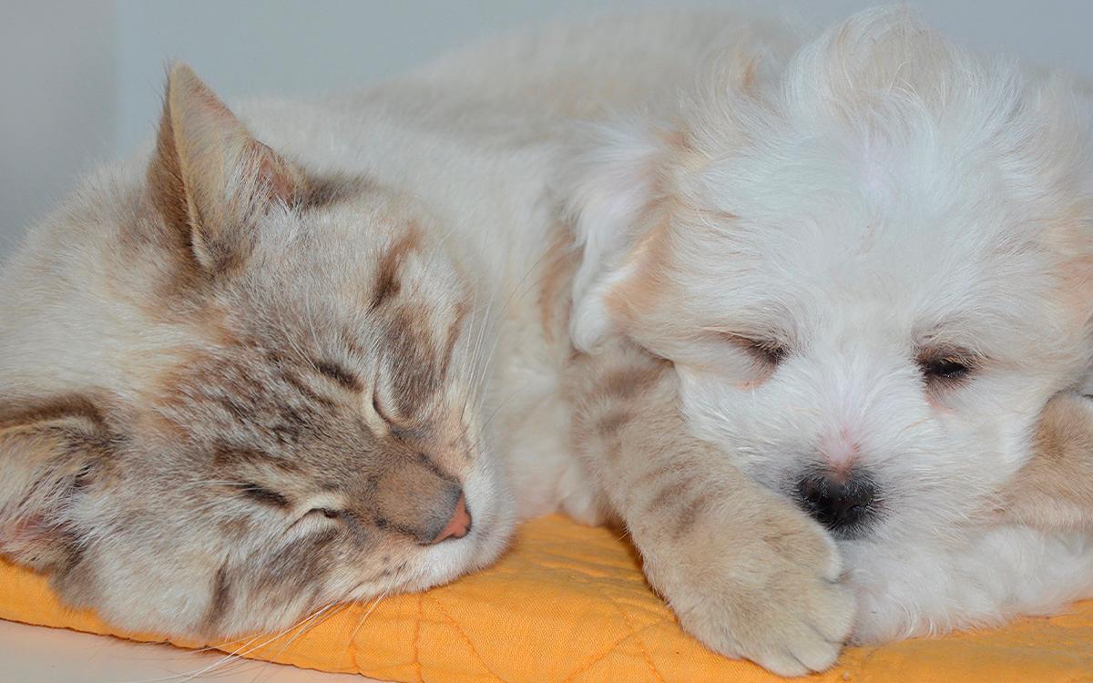 Comida mascotas contaminada gripe aviar Estados Unidos