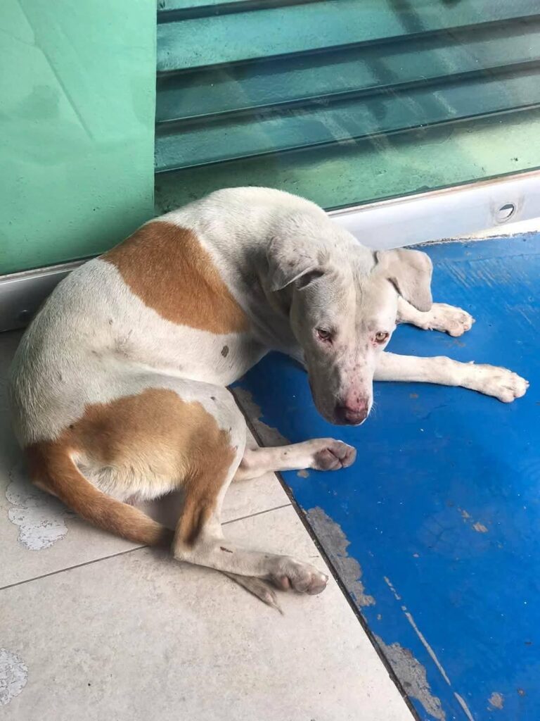 Denuncian violencia animal en Jacona y Nahuatzen durante Navidad, exigen justicia