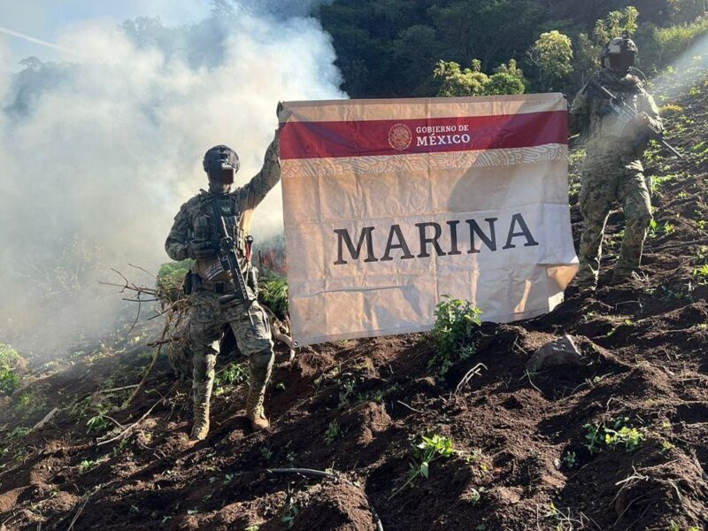 desmantelan plantíos de marihuana en Nayarit