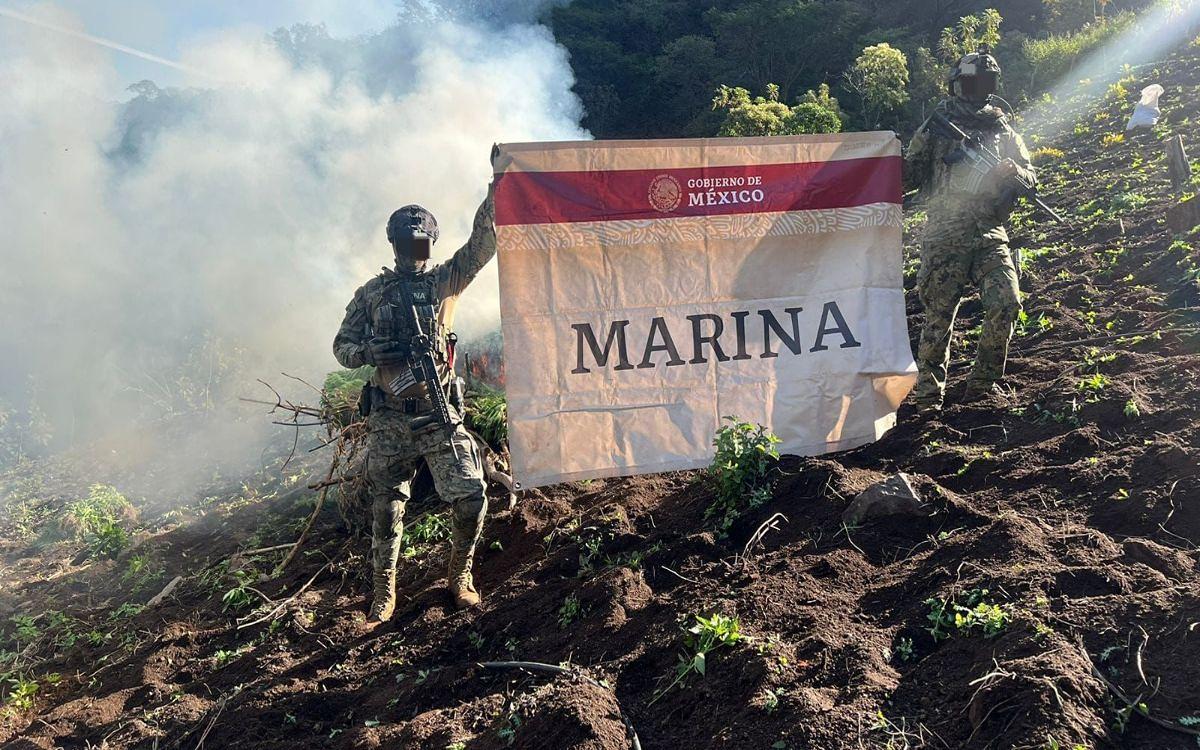 desmantelan plantíos de marihuana en Nayarit