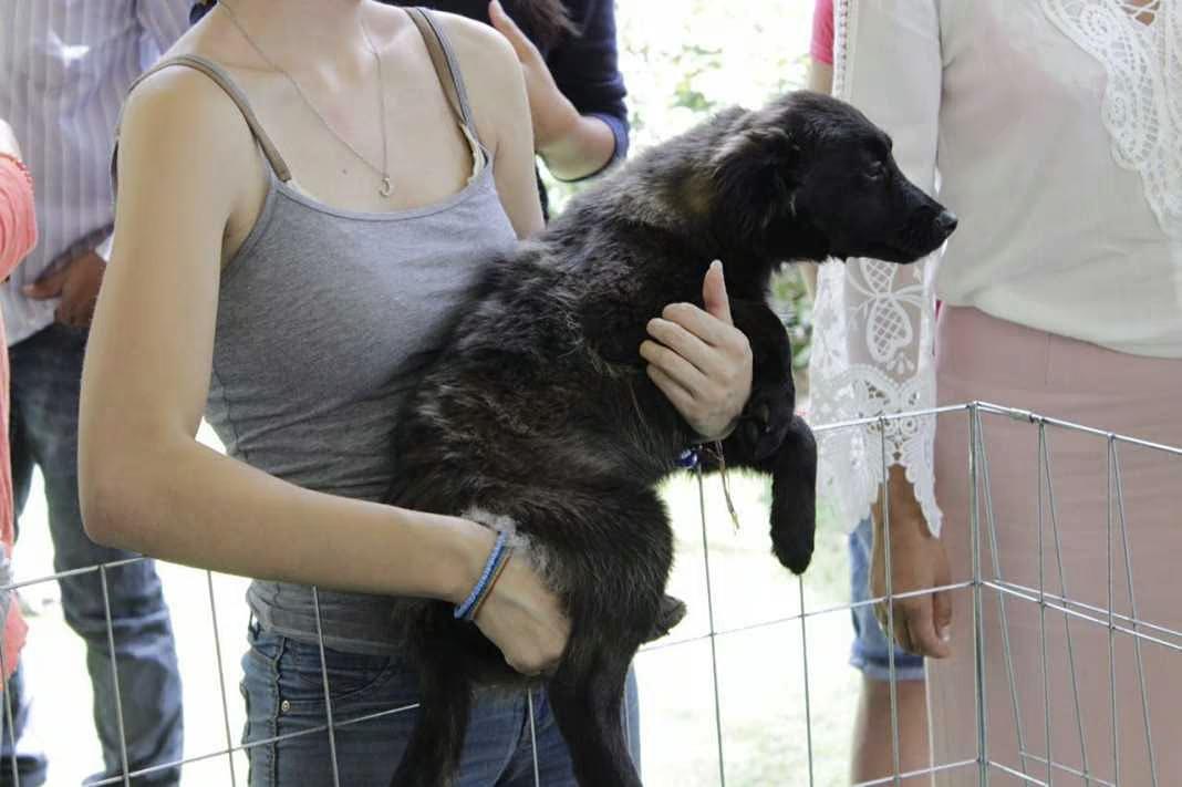 Este domingo Feria de adopción en Morelia