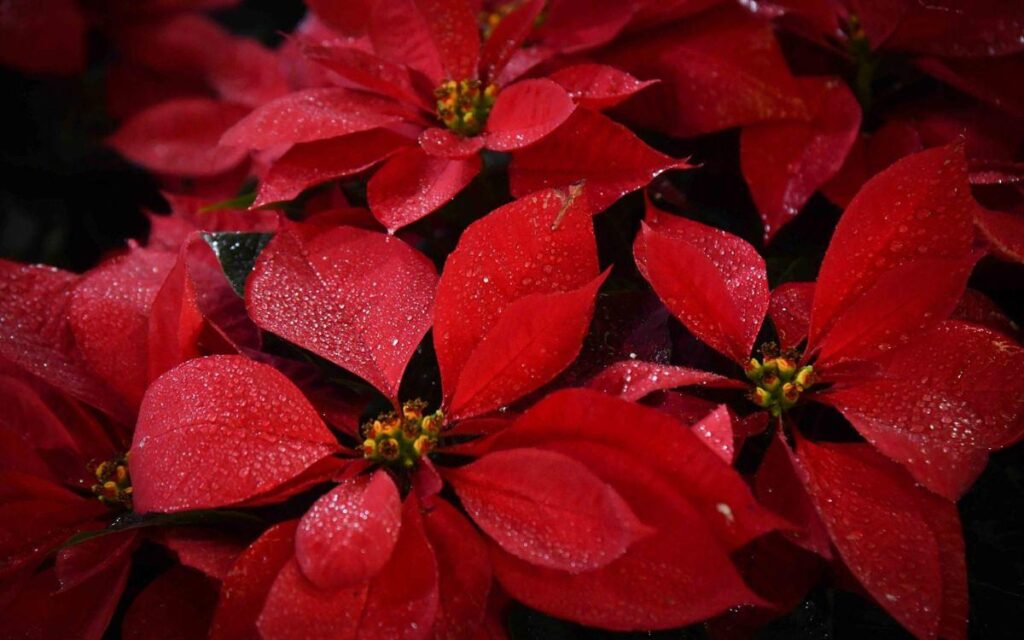 Estos son los cuidados para la planta de nochebuena