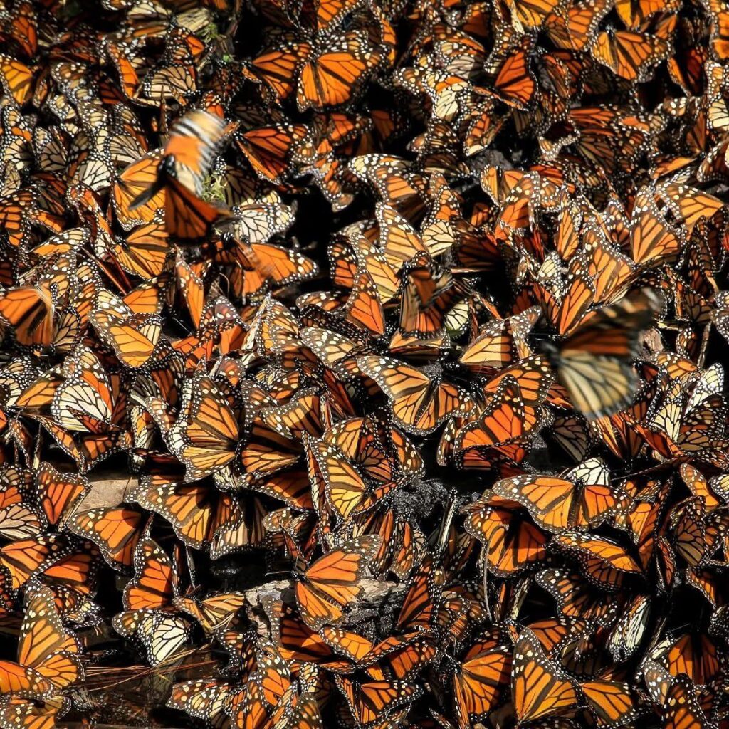 migración asistida de la mariposa Monarca-1