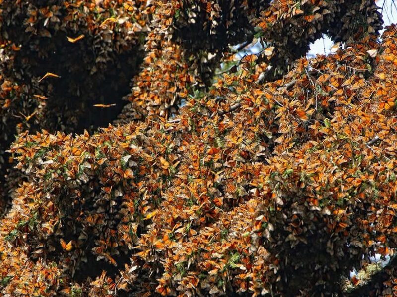 migración asistida de la mariposa Monarca