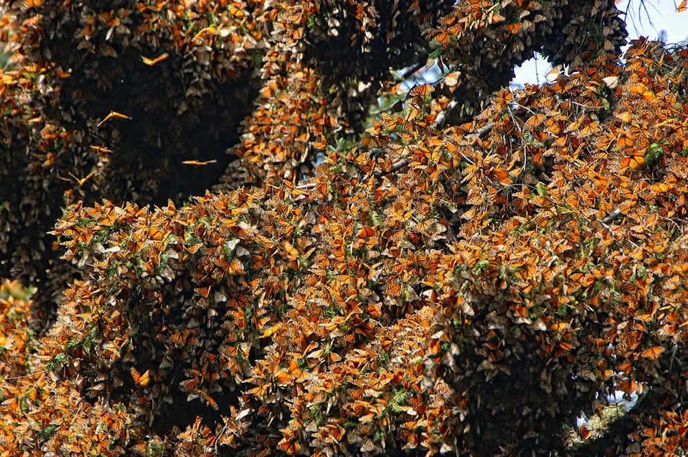 migración asistida de la mariposa Monarca